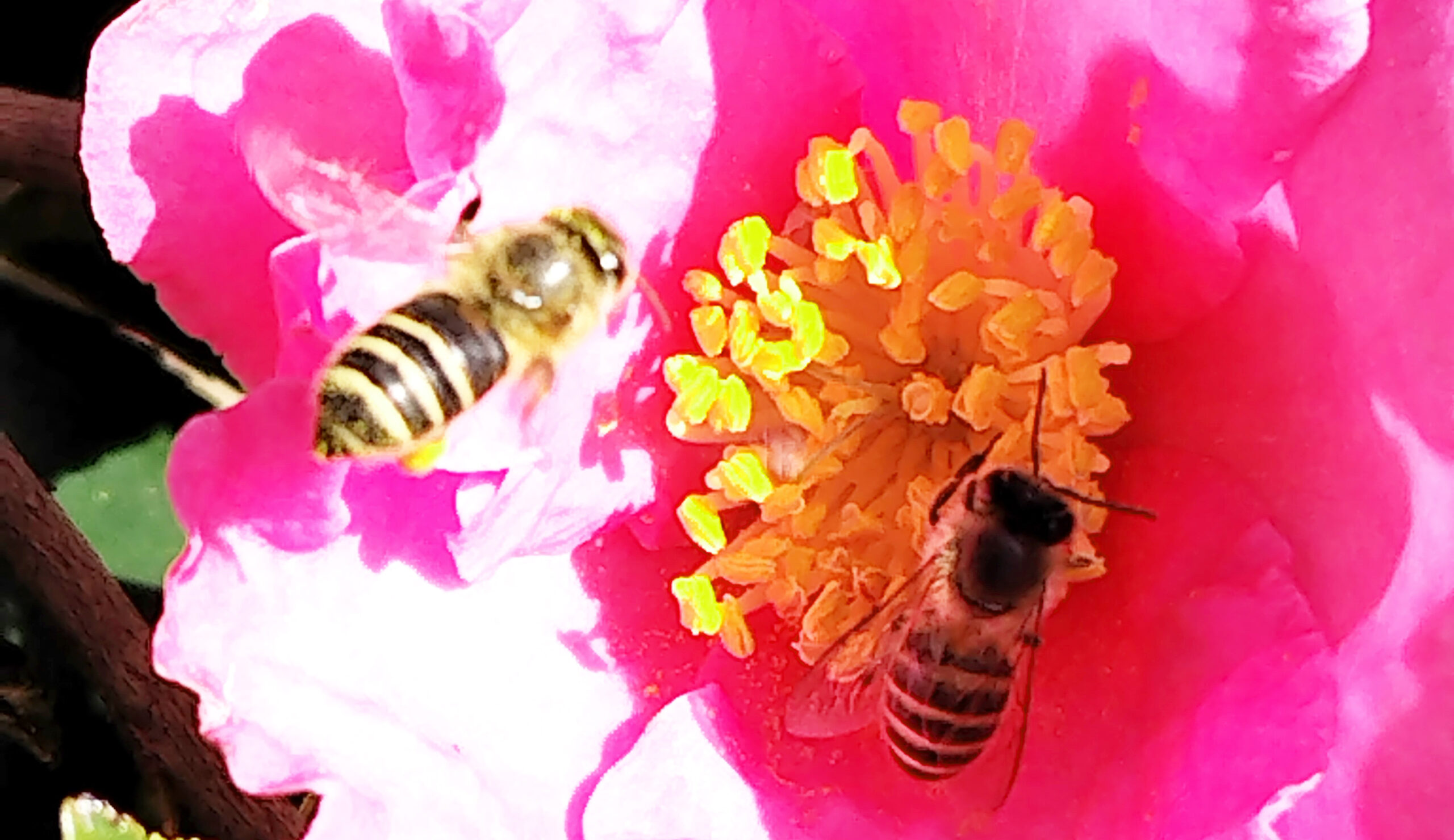 2026年、初の分蜂を捕獲 – 日本蜜蜂・行橋プロジェクト｜養蜂の
